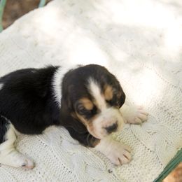 Waffles - Black brown and white Basset Hound puppy in Middle Ga 1.5 Hrs From Atlanta, Georgia from Mountain Ridge Basset Hounds