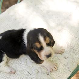 Waffles - Black brown and white Basset Hound puppy in Middle Ga 1.5 Hrs From Atlanta, Georgia from Mountain Ridge Basset Hounds