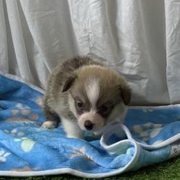 Boy 1 - Red male Pembroke Welsh Corgi puppy in Moulton, Alabama from Reed's Pembroke Corgi Welsh