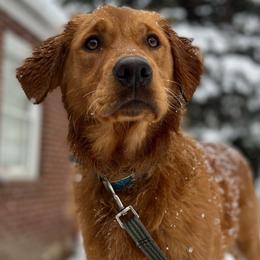 Golden Retriever puppies from Rocky Mountain Field Goldens