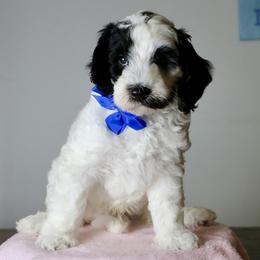 Oreo - Black and chalk male Australian Labradoodle puppy in Milton, North Carolina from Good Day Doodles