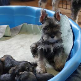 Zoe - Miniature Schnauzer