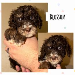 Blossom - Phantom female Poodle puppy in Surprise, Arizona from Oh Doodles Doodlery
