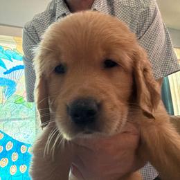 Aphrodite - Dark golden female Golden Retriever puppy in Orange City, Florida from Sidekick Retrievers