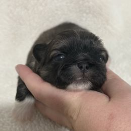 Baby girl - Fawn female Pekingese puppy in Clinton, Tennessee from Gracelands Pekingese