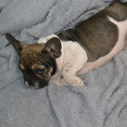 French Bulldog Puppies from House of Wrinkles