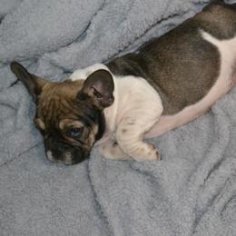French Bulldog Puppies from House of Wrinkles