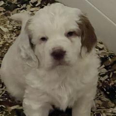 Clumber Spaniel Puppies from Briton Clumber Spaniels