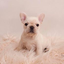 Boxer and French Bulldog Puppies from Galaxy Boxers & French Bulldogs
