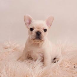 Boxer and French Bulldog Puppies from Galaxy Boxers & French Bulldogs
