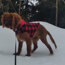 Cavalier King Charles Spaniel Puppies from Colorful Cavaliers