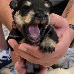 Miniature Schnauzer Puppies from Black Gold Miniature Schnauzers