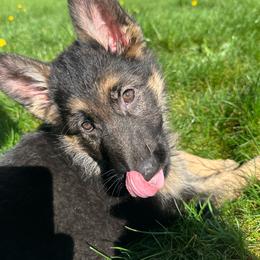 Blue Cinderella - Black and tan female German Shepherd puppy in Bonney Lake, Washington from German Shepherds Von Washington