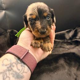 Green - Dapple male Dachshund puppy in South Fulton, Tennessee from Stiles' Mini Doxies