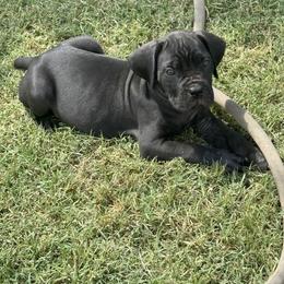 Girl one - Black female Cane Corso puppy in Granbury, Texas from Revolutions Kennel