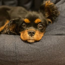 Cavalier King Charles Spaniel and Poodle Puppies from Red Skye Cavaliers