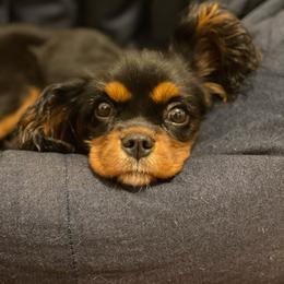 Cavalier King Charles Spaniel and Poodle Puppies from Red Skye Cavaliers