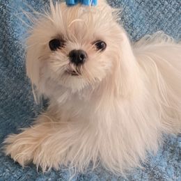 Preston - Maltese