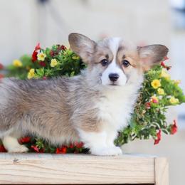 Foxy - Sable female Pembroke Welsh Corgi puppy in Caliente, California from Rafter Cross 7