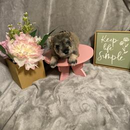 Daisy-Purple Collar - Salt and pepper female Miniature Schnauzer puppy in Atoka, Oklahoma from Boggy Depot Cavaliers & Friends