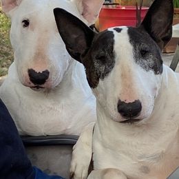 Bull Terriers from Second to None Bull Terriers