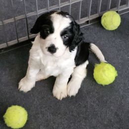 Black and white - Black and white female English Springer Spaniel puppy in Anderson, South Carolina from Hembree Creek Springers