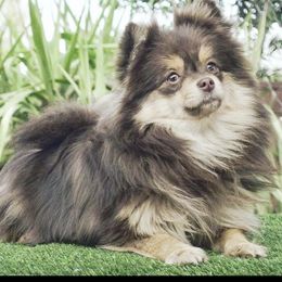 Coco - Pomeranian