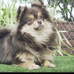 Coco - Pomeranian