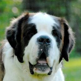 Saint Bernards from Brushy Creek Saints