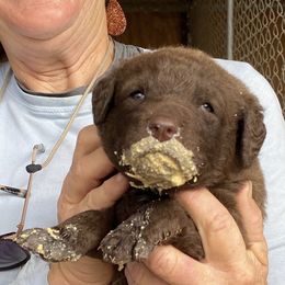 Chesapeake Bay Retriever Puppies from KBar Chesapeakes