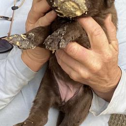 Chesapeake Bay Retriever Puppies from KBar Chesapeakes