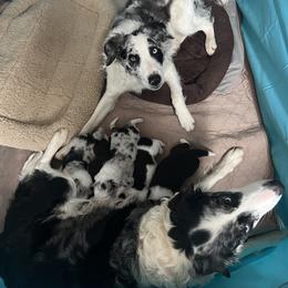 Border Collie Puppies from Roaring River Border Collies
