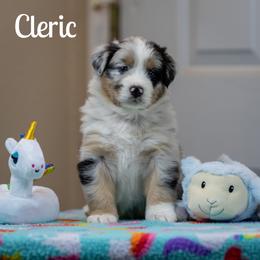 Cleric - Blue merle female Australian Shepherd puppy in Benton City, Washington from Eventide Australian Shepherds