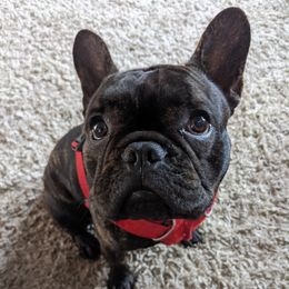 Gable - French Bulldog