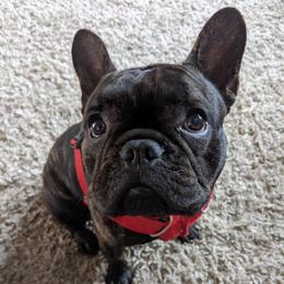 Gable - French Bulldog
