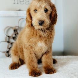 Freddy - Red  male Goldendoodle puppy in Caldwell, Idaho from Boise Doodle Co.