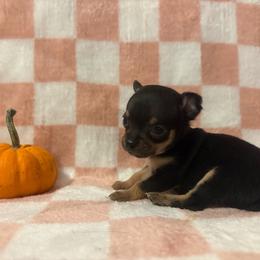Milo - Black and tan male Chihuahua puppy in Beckemeyer, Illinois from Guardian’s of the Chihuahuas