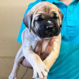 Fawn girl - Fawn female Cane Corso puppy in Compton, California from Urban League Cane Corso