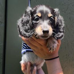 Tux - Piebald male Dachshund puppy in North Hills, California from Mini Dachshunds