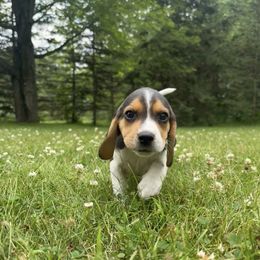 Violet - Black tan and white female Beagle puppy in St. Cloud, Minnesota from Beagle Blessings