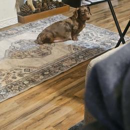 Sally - Dachshund