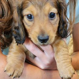 Daniel - Red male Dachshund puppy in Littlestown, Pennsylvania from Redeemer's Dachshunds
