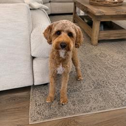 Sadie - Goldendoodle