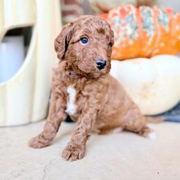 Boy 1 - Red  male Goldendoodle puppy in Philadelphia, Mississippi from Oakie Doodles