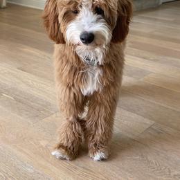 Goldendoodle Puppies from KZ Doodles