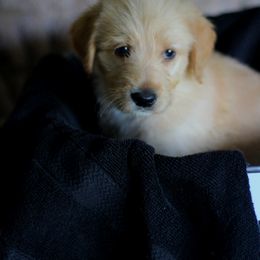 Labradoodle and Labrador Retriever Puppies from Moore than Dogs