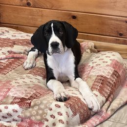 Dolche - Mantle female Great Dane puppy in Liberty, New York from Catskills Greatest Danes