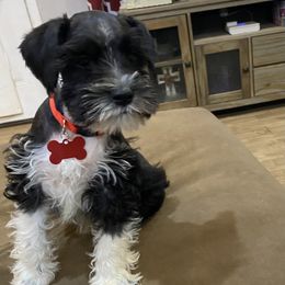 Miniature Schnauzer Puppies from Fran’s Miniature Schnauzer’s