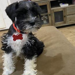 Miniature Schnauzer Puppies from Fran’s Miniature Schnauzer’s