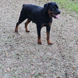 Xena - Rottweiler